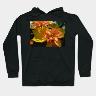 Poinsettia at The Phipps Conservatory Pittsburgh Hoodie